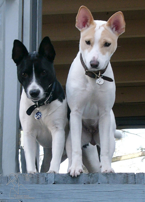 Gems Rat Terriers