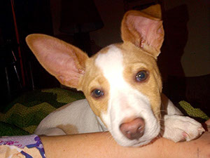 %_tempFileNameIMG_0443%20copy%