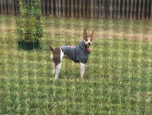 %_tempFileNameLunaTimba%