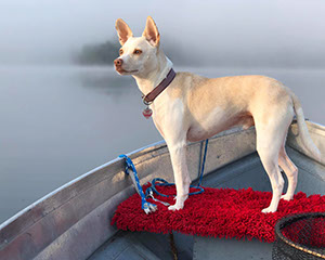 %_tempFileNamelizlemon1%