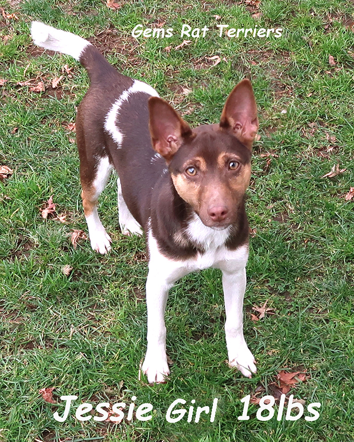 RatTerrier