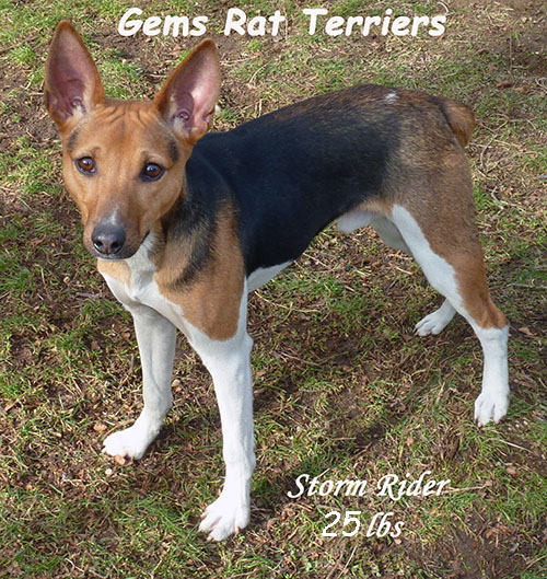 Rat Terrier